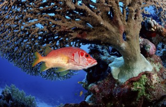 Big thorn hussar fish under table coral, Sargocentron spiniferum, Egypt, Sha'ab Mahlai, Red Sea,