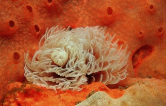Featherworm, Sabellastarte sp., South Africa, Tsitsikamma National Park, Indian Ocean, Africa