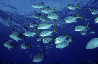 Bigeye jack mackerel, Bigeye jack mackerel, Caranx latus, Bahamas, Caribbean Sea, Caribbean, Grand