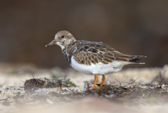 Turnstone, (Arenaria interpres), Animals, Birds, Snipe family, Heligoland, Schleswig-Holstein,