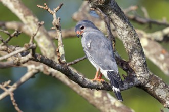 Cuckoo Hawk, Barred Hawk, (Kaupifalco monogrammicus), Throated Barred Hawk, perching site,