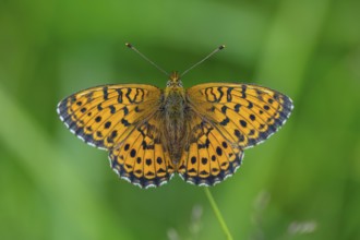 Meadowsweet Pearl-bordered Fritillary, Meadowsweet Pearl-bordered Fritillary, Violet Silver