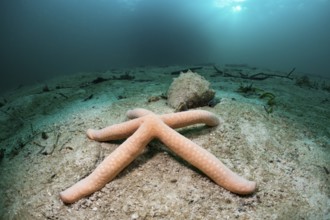 Starfish in lagoon, Linckia sp., Cenderawasih Bay, West Papua, Indonesia, Asia
