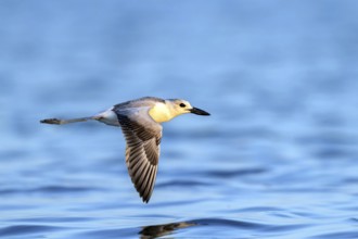 Heroncatcher, (Dromas ardeola), animals, birds, biotope, habitat, foraging, waters, Barr Al Hikman,