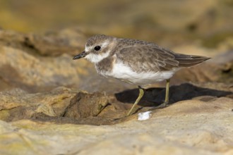 Animals, Birds, Little Ringed Plover, Mongolian Plover, (Charadrius mongolus), Al Muwalah,