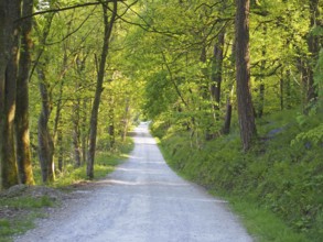 A perspective view a narrow country lane running though bright sunlit spring woodland with a