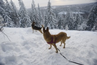 Winter landscape with two dogs, north Finland
