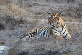 Tiger (Panthera tigris), Bengal tiger or Indian tiger, big cat (Pantherinae), carnivore