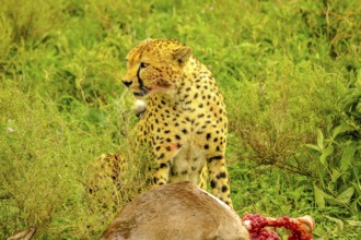 Cheetah male standing with bloody face after eating at young Gnu or Wildebeest in green grass
