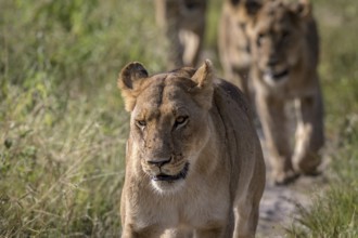 Lions walking towards the camera in the Chobe National Park, Botswana, Africa