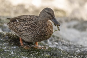 Female mallard (Anas platyrhynchos) duck looking for food in a river. Thann, Haut-Rhin,