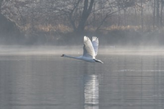Mute swan (Cygnus olor) on takeoff on the water of a lake, Bas-Rhin, Alsace, Grand Est, France,