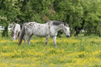 Horse in a green pasture filled with yellow buttercups. Bas-Rhin, Collectivite europeenne d'Alsace,