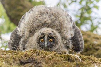 Long-eared Owl (Asio otus) chick spreading its wings to intimidate perched on a branch in an