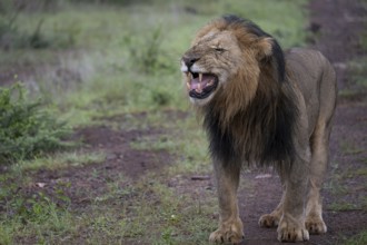 Lion (Panthera leo), male, Qwabi Private Game Reserve, Biosphere Reserve, Limpopo, South Africa,