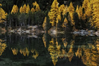 Autumn at Lake Palpuogna in the Swiss Alps with yellow larch trees and reflections in the calm