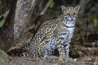 Ocelot (Leopardus pardalis), sitting, at night, Pantanal, inland, wetland, UNESCO Biosphere