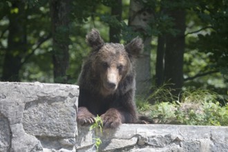 Brown bear (Ursus arctos arctos), Transfogaras High Road, Carpathians, Romania, Europe