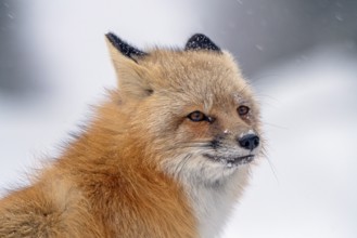 Fox Northern Saskatchewan snow rural road scenic