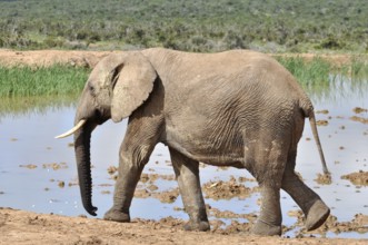 An African Elephant in the Addo Elephant Park, South Africa, Africa