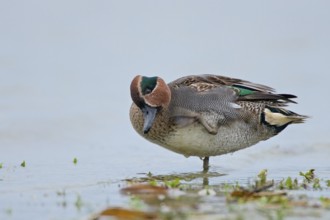 Scratching teal. Scratching Teal