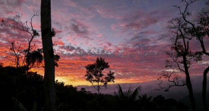 Colorful sunset sky in Serra da Mantiqueira with tree silhouettes in foreground, Itatiaia, Brazil,
