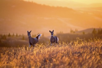 Cypress Hills Sunset Elkwater Alberta Horeshoe Canyon