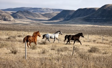 Badlands Canada Saskatchewan Big Muddy horses in pasture