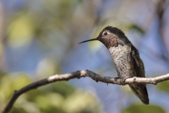 Anna's Hummingbird, Color Image, Day, Northern California USA