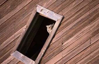 Prairie Barn Saskatchewan summer Owl in Window