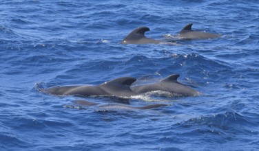 Group of pilot whales in the Atlantic off La Gomera, Spain, Europe