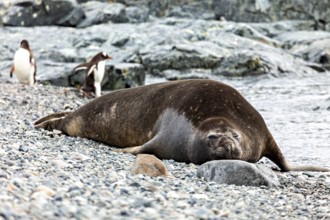 A seal lies relaxed on a pebble beach while penguins can be seen in the background, seal on the