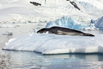 Seal resting on a snow-covered island in the icy landscape, leopard seal (Hydrurga leptonyx) on an