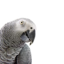 Red-taled African grey parrot with copy space