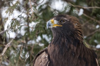 A captive golden eagle (Aqulia chrysaetos) at a bird of prey nature reserve in winter