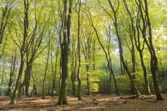 Landscape forest with leaf trees and many foliage