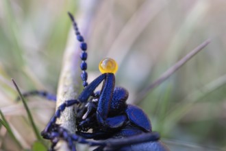 Black oil beetle (Meloe proscarabaeus), poisonous defence secretion on the knee joint, Lower