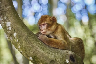 Barbary Macaque (Macaca Sylvanus) on the Tree Salem, Germany, Europe