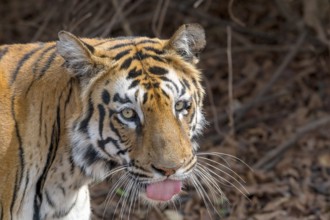 Tiger (Panthera tigris), Bengal tiger or Indian tiger, big cat (Pantherinae), carnivore