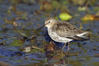 Dunlin