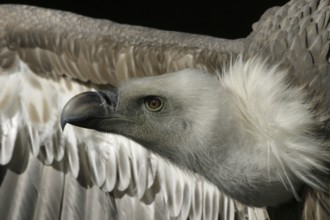 Side view of the head and rear wing of a griffon vulture against a black background