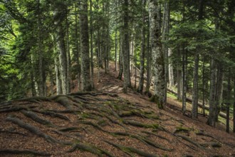 Twisted exposed gnarled roots of trees growing on a slope of a hill in mountain forest