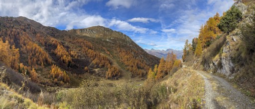 Hiking trail and autumnal larch forests, Vallon d'Arbi, La Tzoumaz, Riddes, Valais, Switzerland,