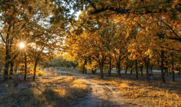 A dirt road leading threough oak forest in fall foliage colors with a sunburst through the trees
