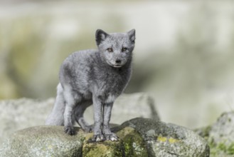 Arctic fox (Vulpes lagopus)