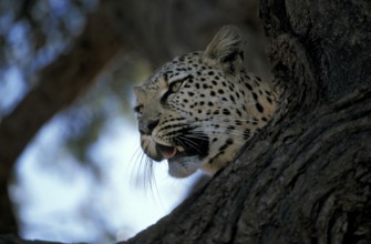Leopard (Panthera pardus)