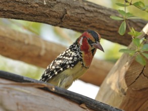 Flame-headed Barbet (Trachyphonus erythrocephalus)