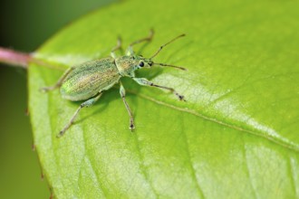 Green weevil (Phyllobius pomaceus)