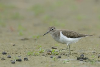 Common sandpiper (Actitis hypoleucos)