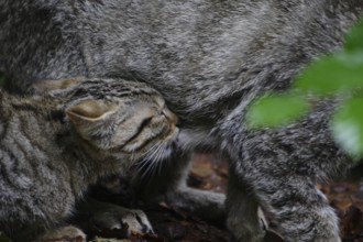 Wildcat (Felis silvestris)